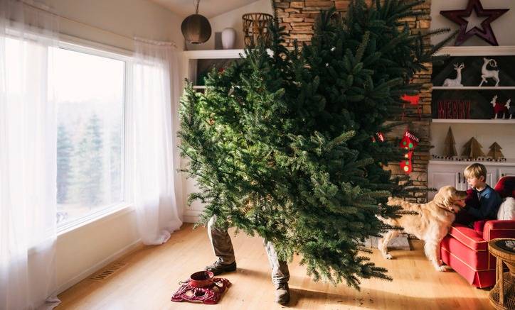 
Когда убирать елку после Нового года, народные приметы и суеверия                