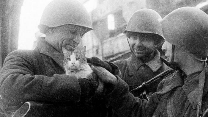 
Как кошки помогли спасти замерзающий блокадный Ленинград                
