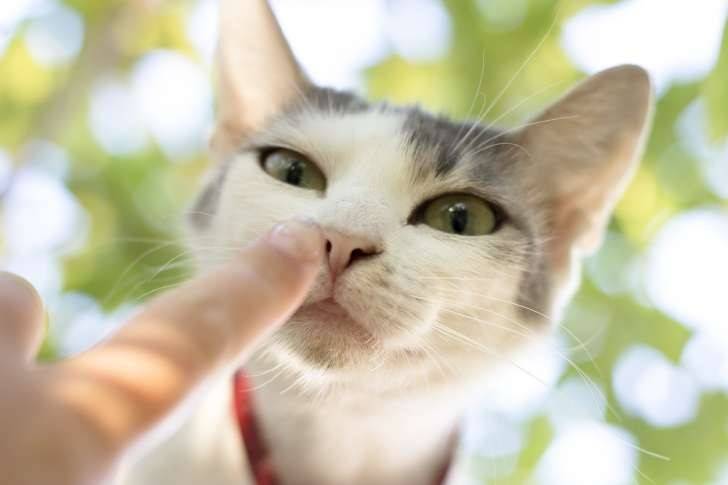 
Отличный способ подружиться с любой кошкой: как в этом поможет наука                