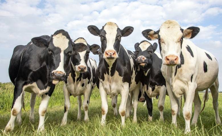
Почему в России так много молока, если на полях и лугах почти не встретить пасущихся коров                