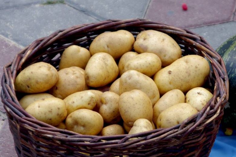  Неправильное хранение картофеля: чем это опасно для здоровья человека 