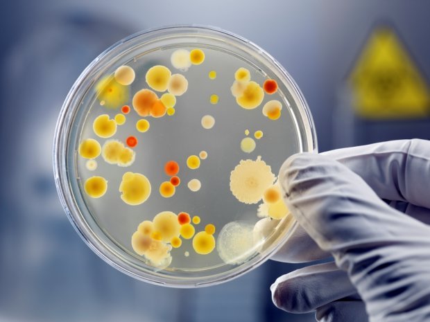 
Ученые предупредили о смертельных бактериях, которые переносят ежи                