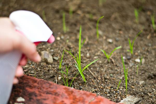 
10 простых способов избавиться от сорняков на дачном участке                