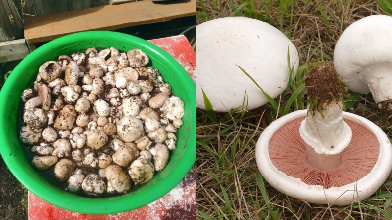 Жители Челябинской области в мае собирают первый урожай грибов