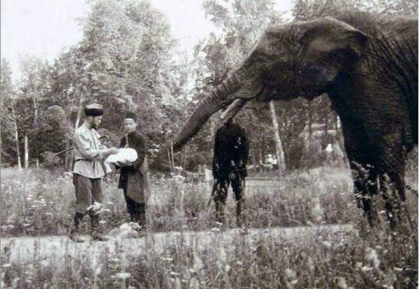 
Животные семьи Романовых: что случилось с домашними любимцами царской семьи после 1918 года                