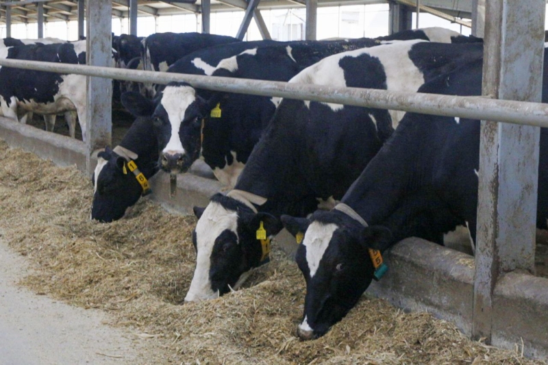 В Еткульском районе запустили доильную «карусель» для увеличения молока до 100 тонн в сутки