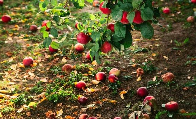 
Падалица не пропадет: что сделать с ненужными опавшими плодами яблок и груш                