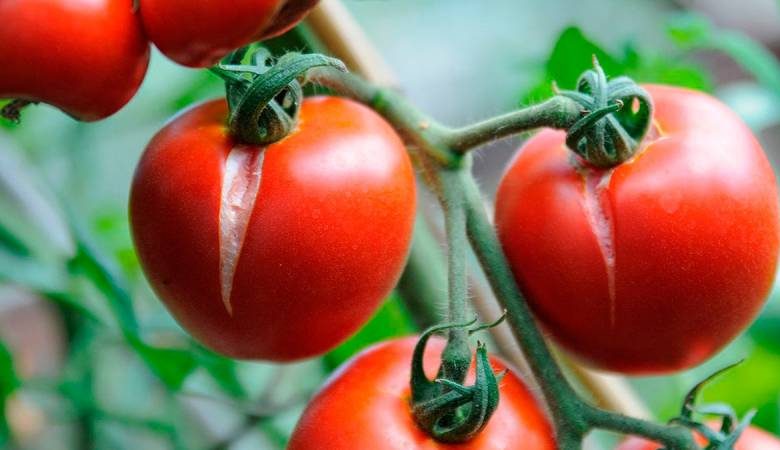 
Простые способы спасти урожай: что делать, если трескаются помидоры                