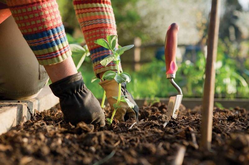
Посадка овощей в августе: какие культуры можно сеять в огороде                