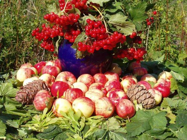
Падалица не пропадет: что сделать с ненужными опавшими плодами яблок и груш                