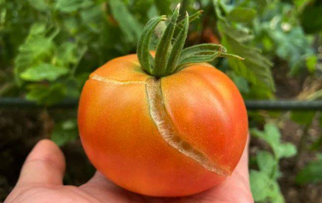 
Простые способы спасти урожай: что делать, если трескаются помидоры                