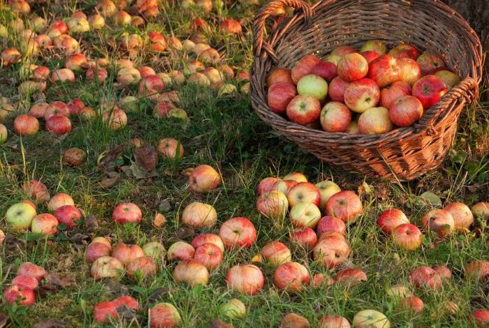 
Что делать, если яблоки падают с яблони раньше поспевания                