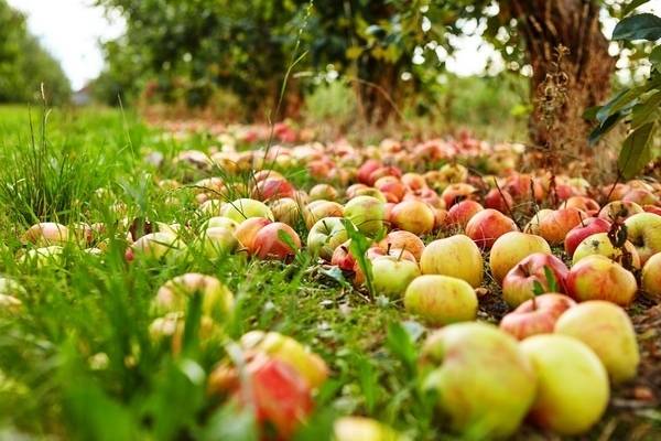 Что делать, если яблоки падают с яблони раньше поспевания