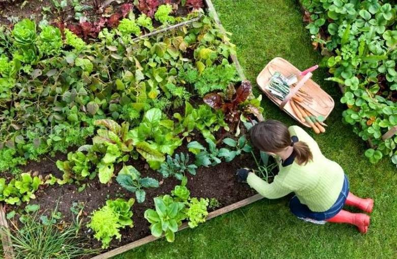 
Посадка овощей в августе: какие культуры можно сеять в огороде                