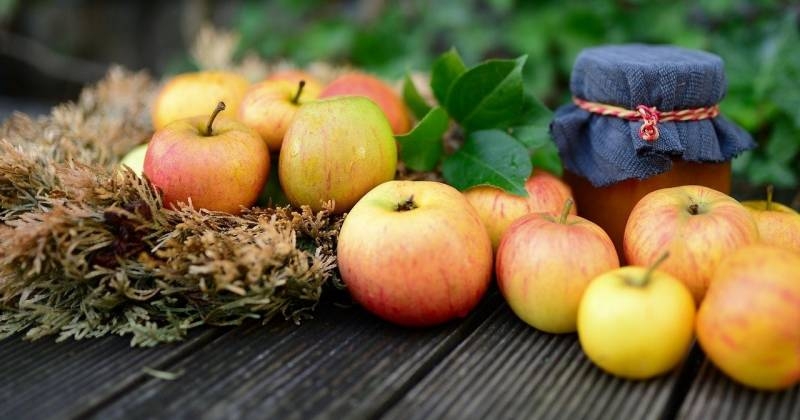 
Священнослужители рассказали, почему нельзя есть яблоки до Яблочного Спаса по православию                