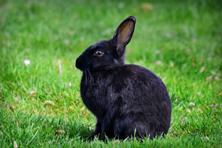 
Астролог рассказала, как правильно просить Черного Водяного кролика об исполнении желаний в 2023 году                