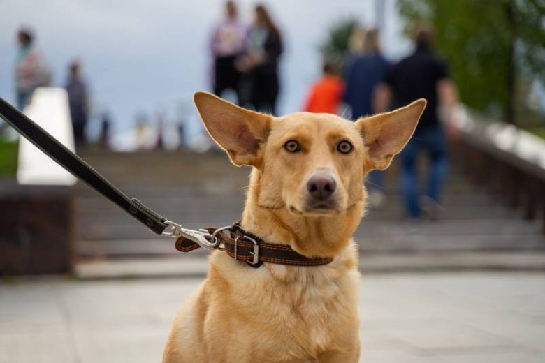 
Накажут рублем: в России введут новые штрафы для владельцев собак                