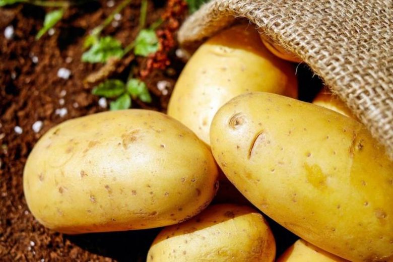 
Найден секрет выращивания крупного картофеля на бедной земле                