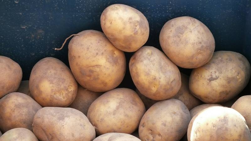 
Найден секрет выращивания крупного картофеля на бедной земле                