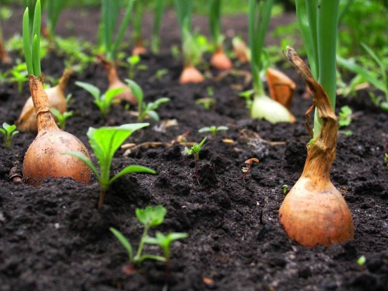 
Лунный календарь посадки томатов, лука, огурцов, перцев, картофеля в апреле и мае 2023 года                