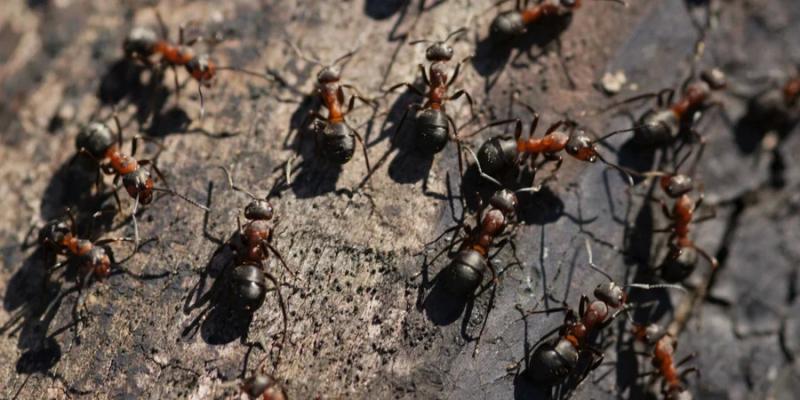 
Как быстро и эффективно избавиться от муравьев без химии                