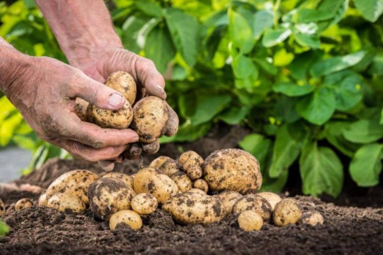 
Дела огородные: почему нельзя озеленять картофель для посадки                