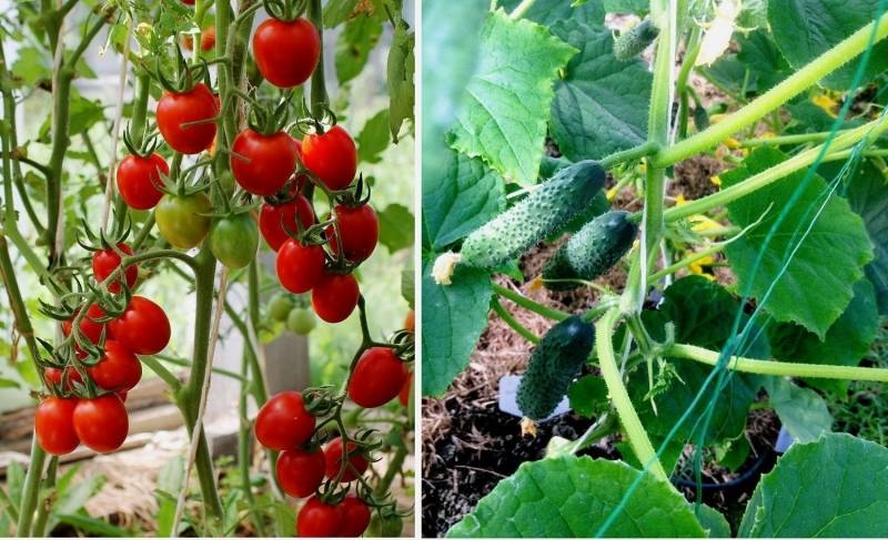 
Что посадить по соседству с помидорами                