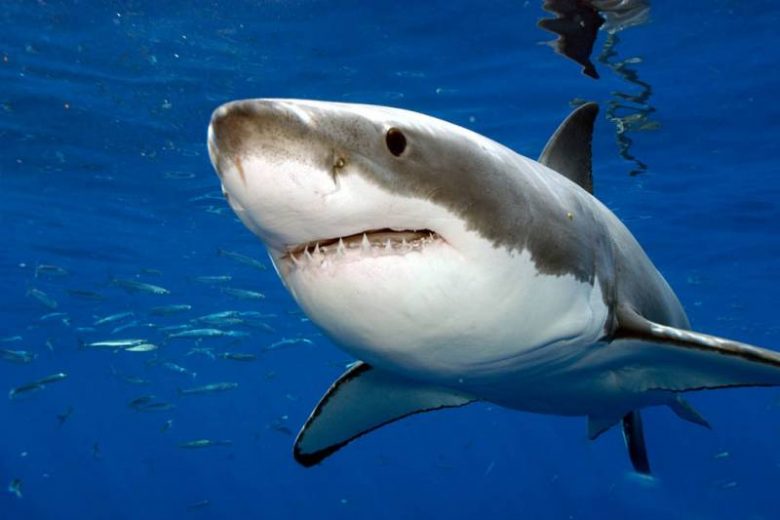 
Акулы атакуют: самые опасные пляжи мира                