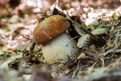 
Отравление грибами: как отличить съедобные грибы от ядовитых «двойников»                