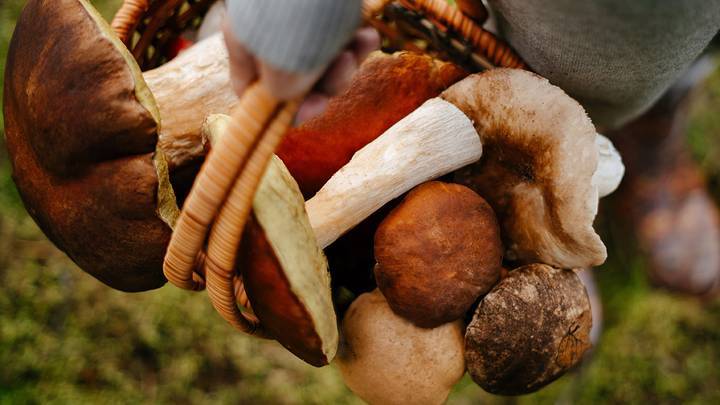 
Отравление грибами: как отличить съедобные грибы от ядовитых «двойников»                