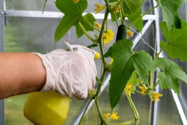 
Новый подход к защите огурцов: как при помощи метронидазола бороться с заболеваниями растений                