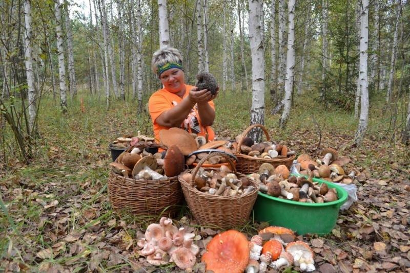 
От Карелии до Самарской области: лучшие грибные места в разных регионах России                