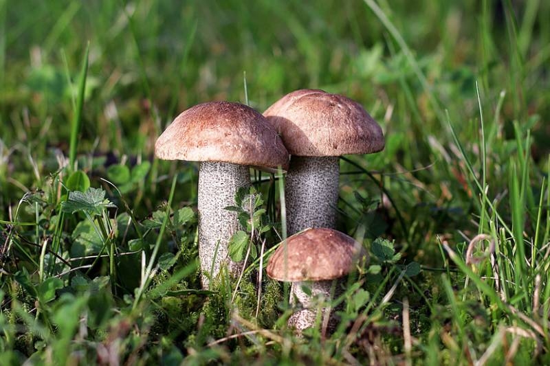 
От Карелии до Самарской области: лучшие грибные места в разных регионах России                