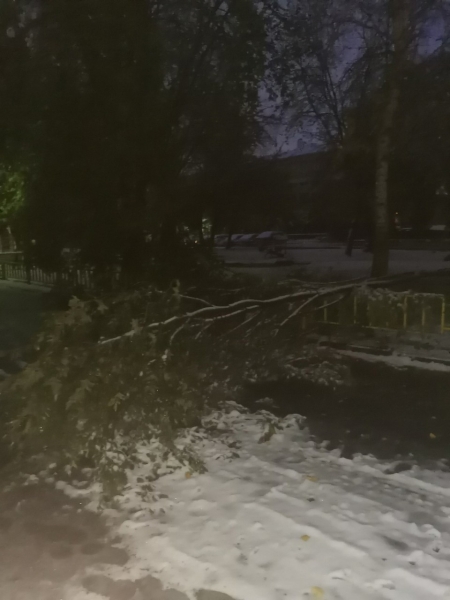 Бушевавшая на юге Челябинской области непогода повалила деревья