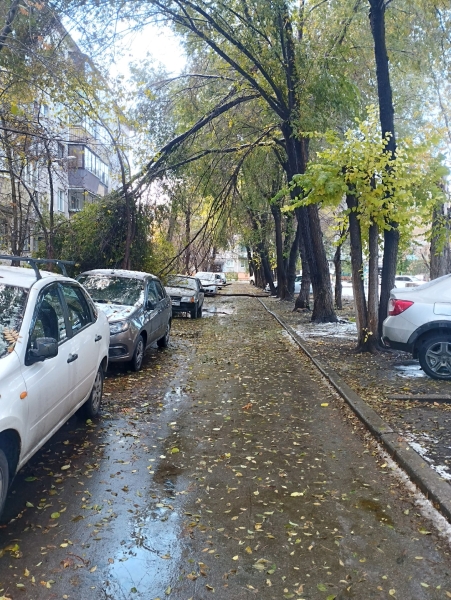 Бушевавшая на юге Челябинской области непогода повалила деревья