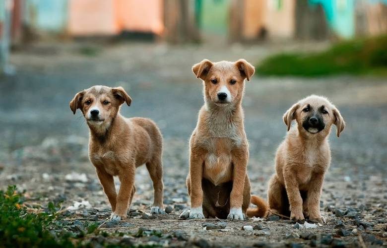 
Южная Корея приняла закон о запрете употребления собак в пищу                