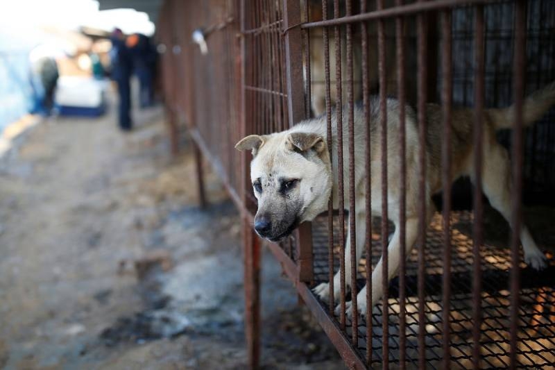 
Южная Корея приняла закон о запрете употребления собак в пищу                