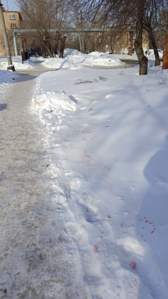 Розовый снег напугал собаководов Челябинска